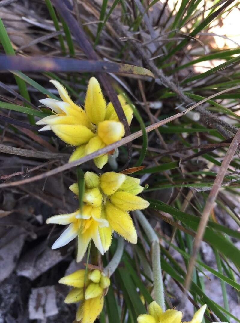 Conostylis aculeata — houseplant care guide