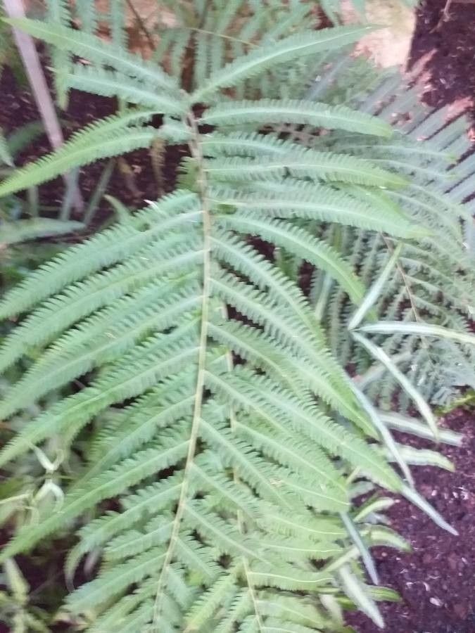 Pteris quadriaurita — search result for 'Pteris'