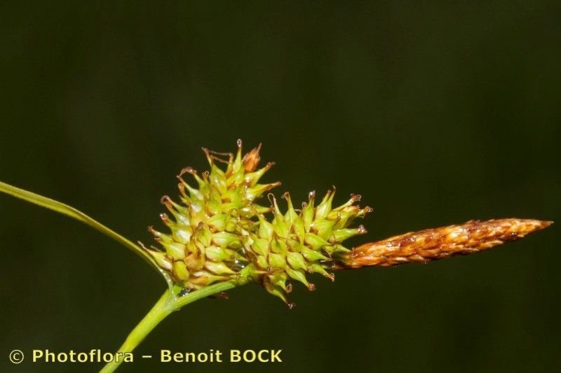 Carex × xanthocarpa fruit