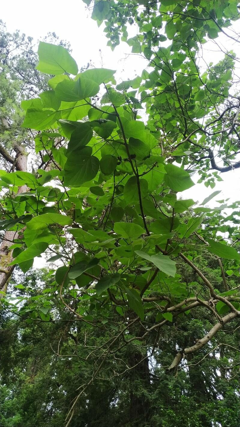 Paulownia fortunei