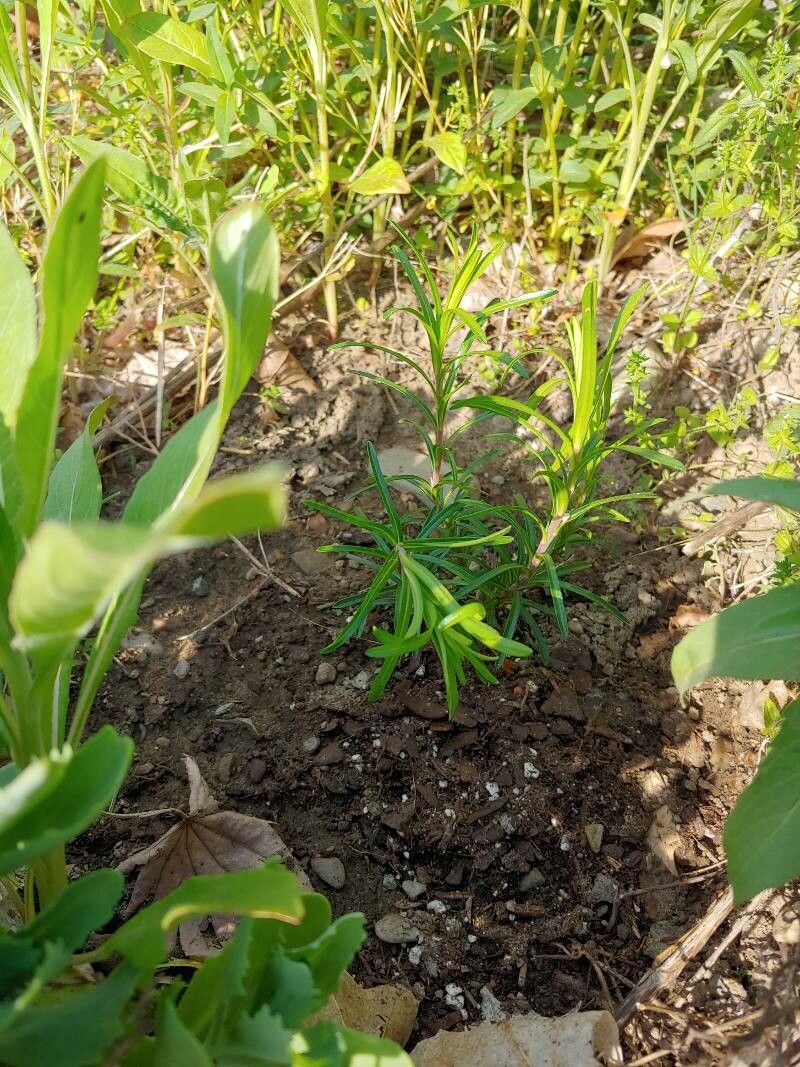 Ionactis linariifolius habit