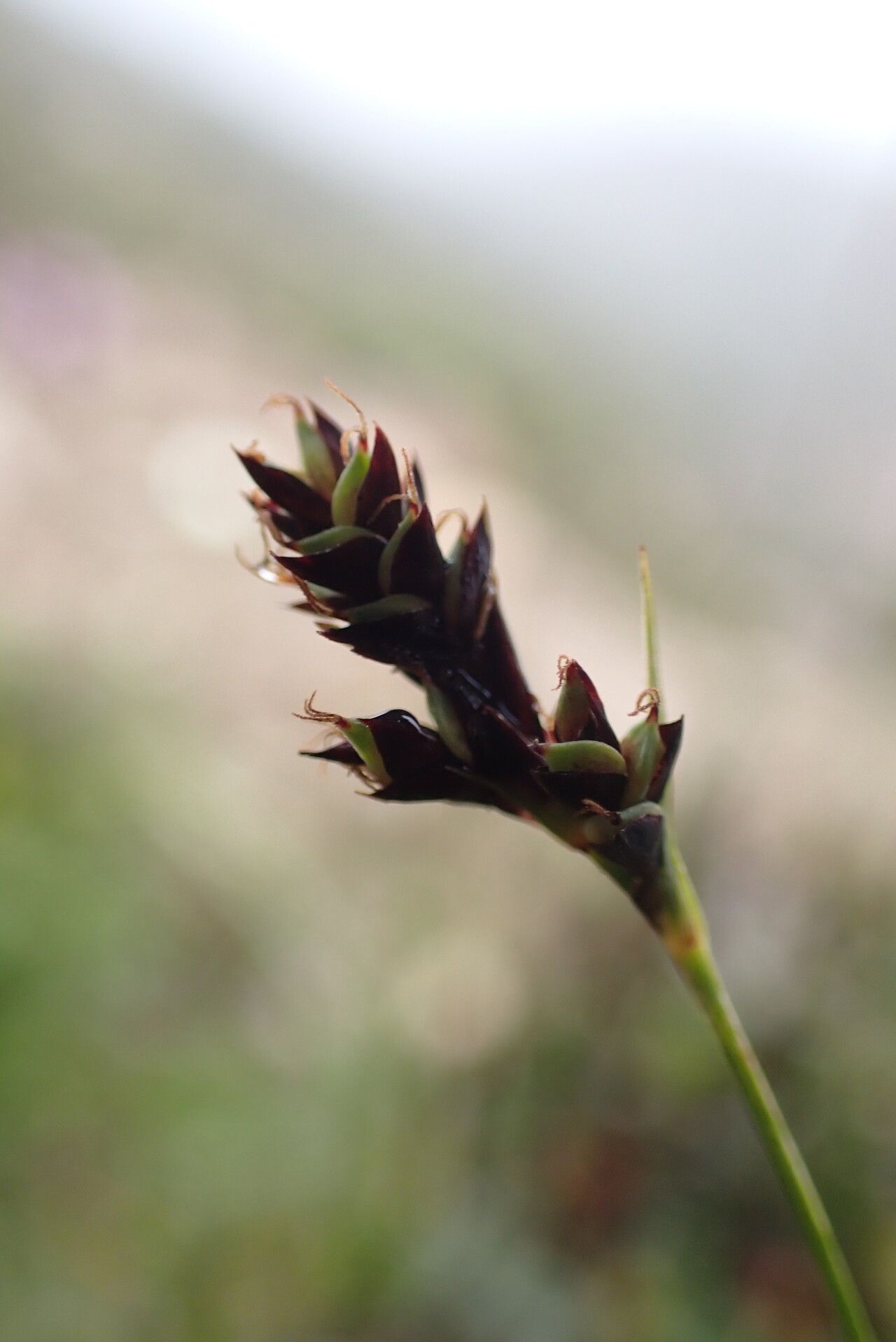 Carex gracilenta flower