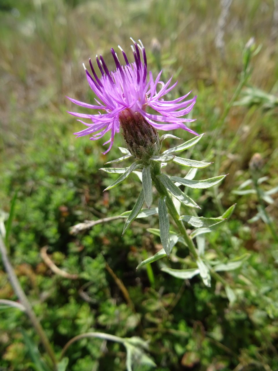 Centaurea maculosa flower