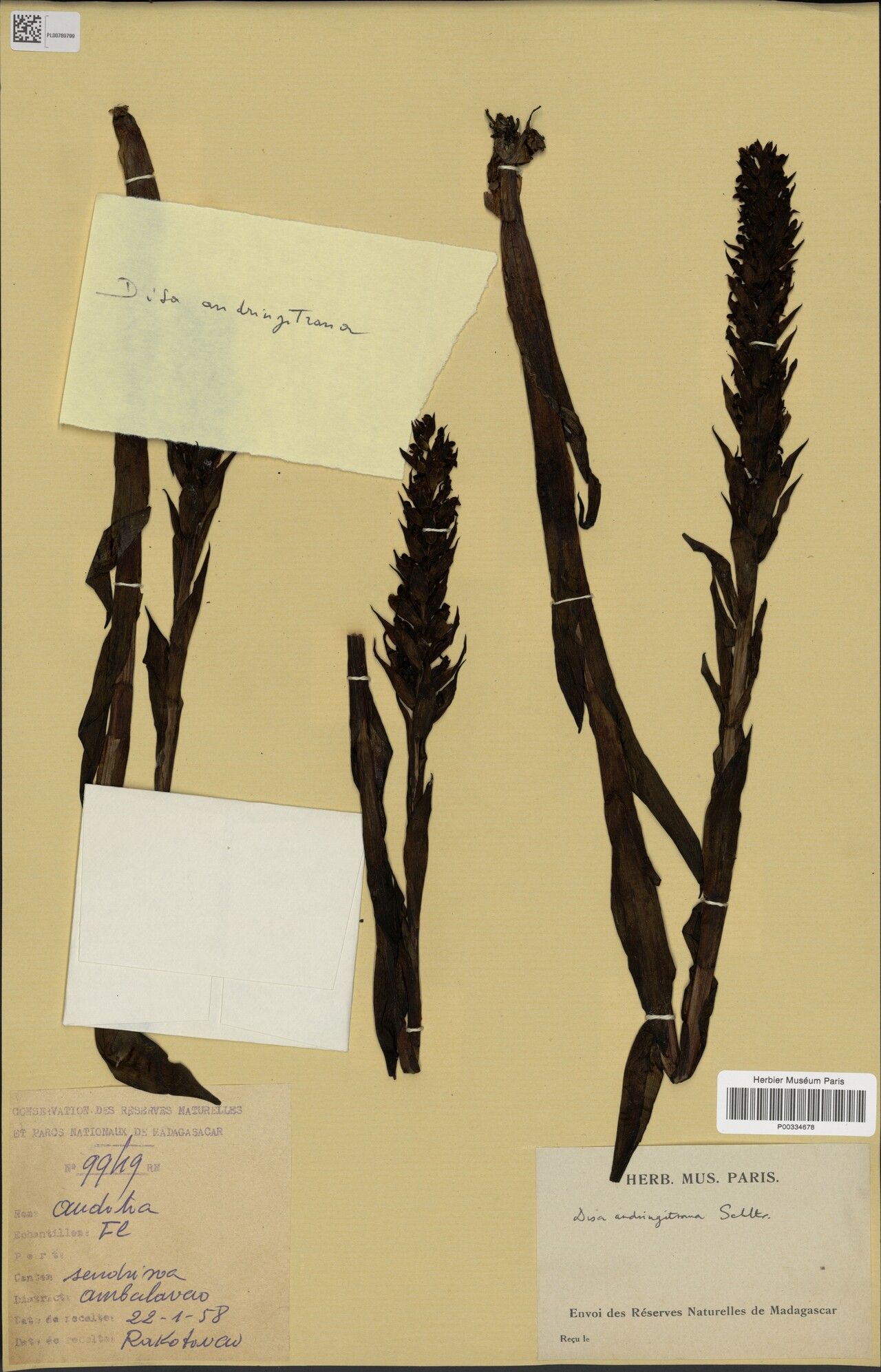 Disa andringitrana — related species from the same genus