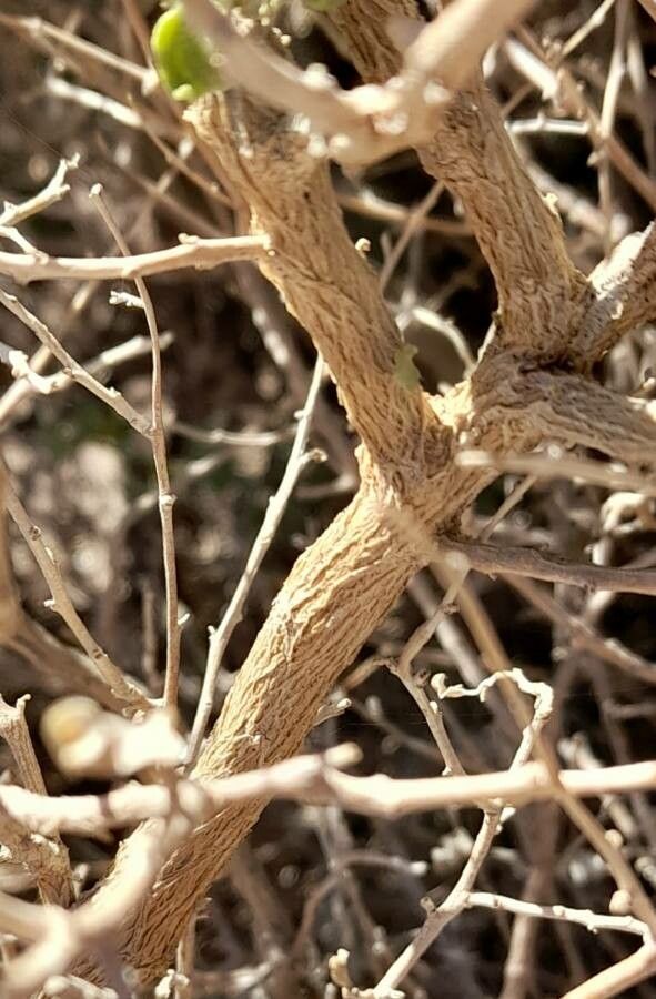 Atriplex undulata bark