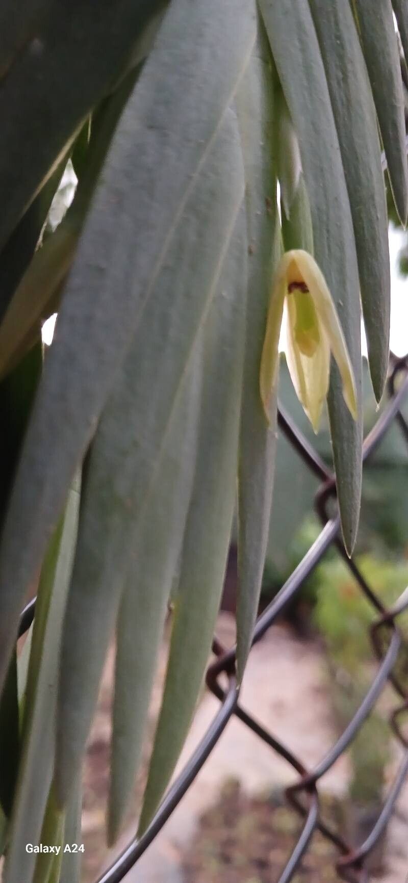 Maxillaria witsenioides flower