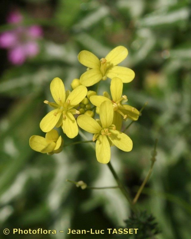 Biscutella baetica flower