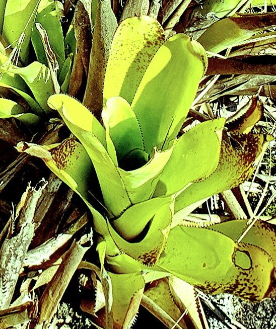 Quesnelia lateralis — related species from the same genus