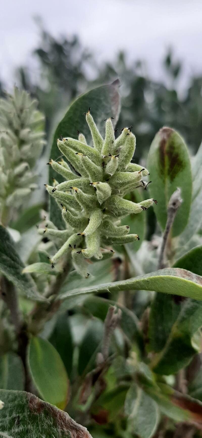 Salix lapponum fruit