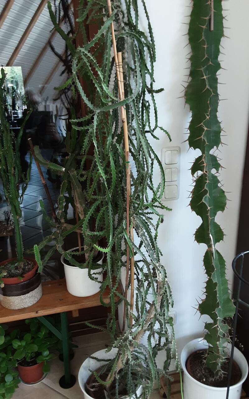 Euphorbia evansii bark