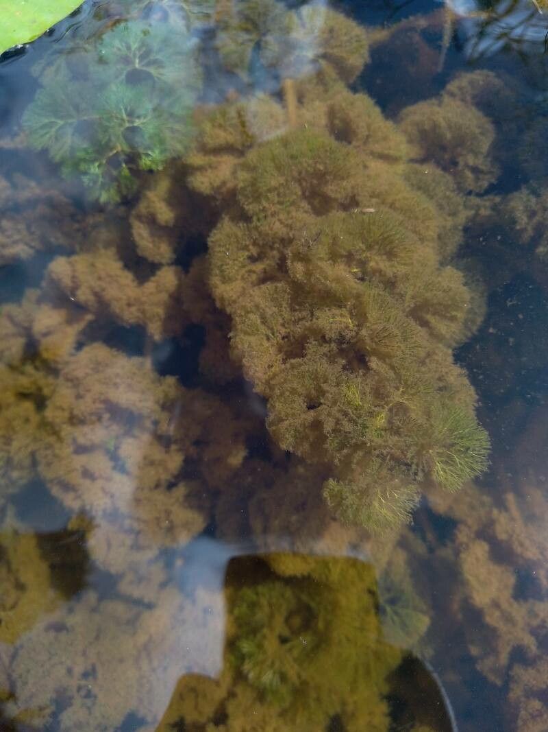 Cabomba aquatica leaf