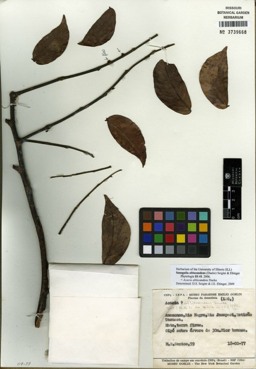 Senegalia altiscandens — related species from the same genus