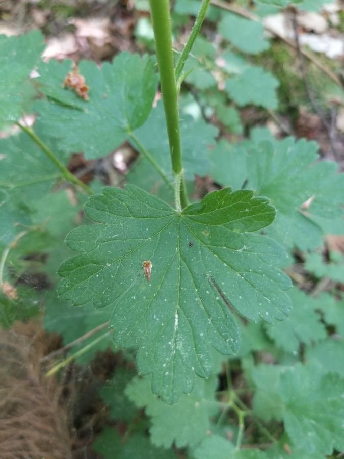 Ribes cynosbati — search result for 'Alabama'