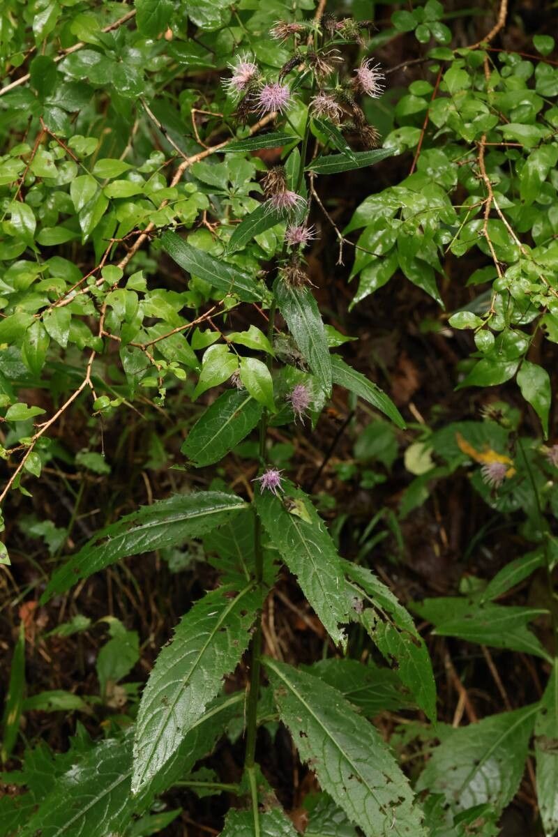 Cirsium kasaianum flower