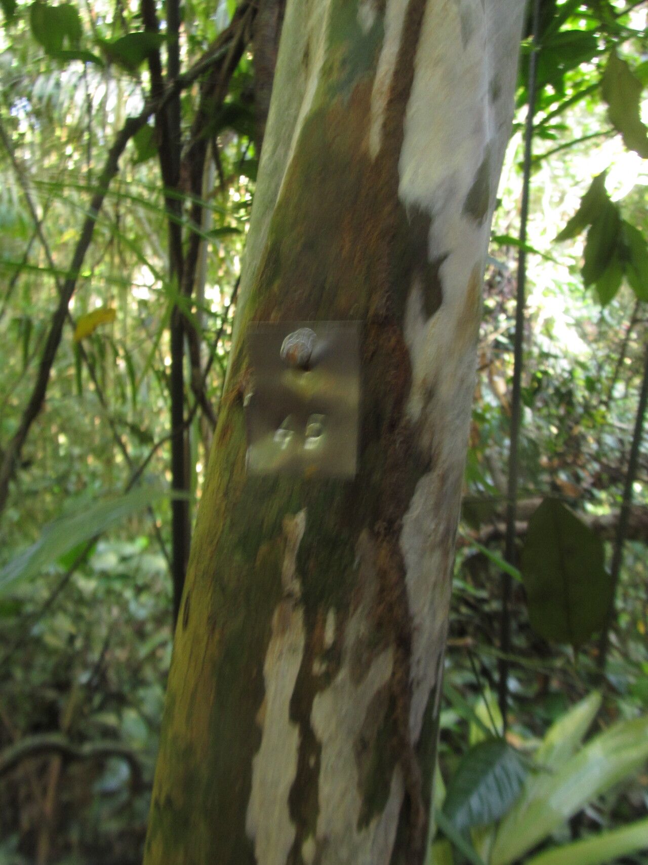 Rhabdophyllum calophyllum — search result for 'Calophyllum'