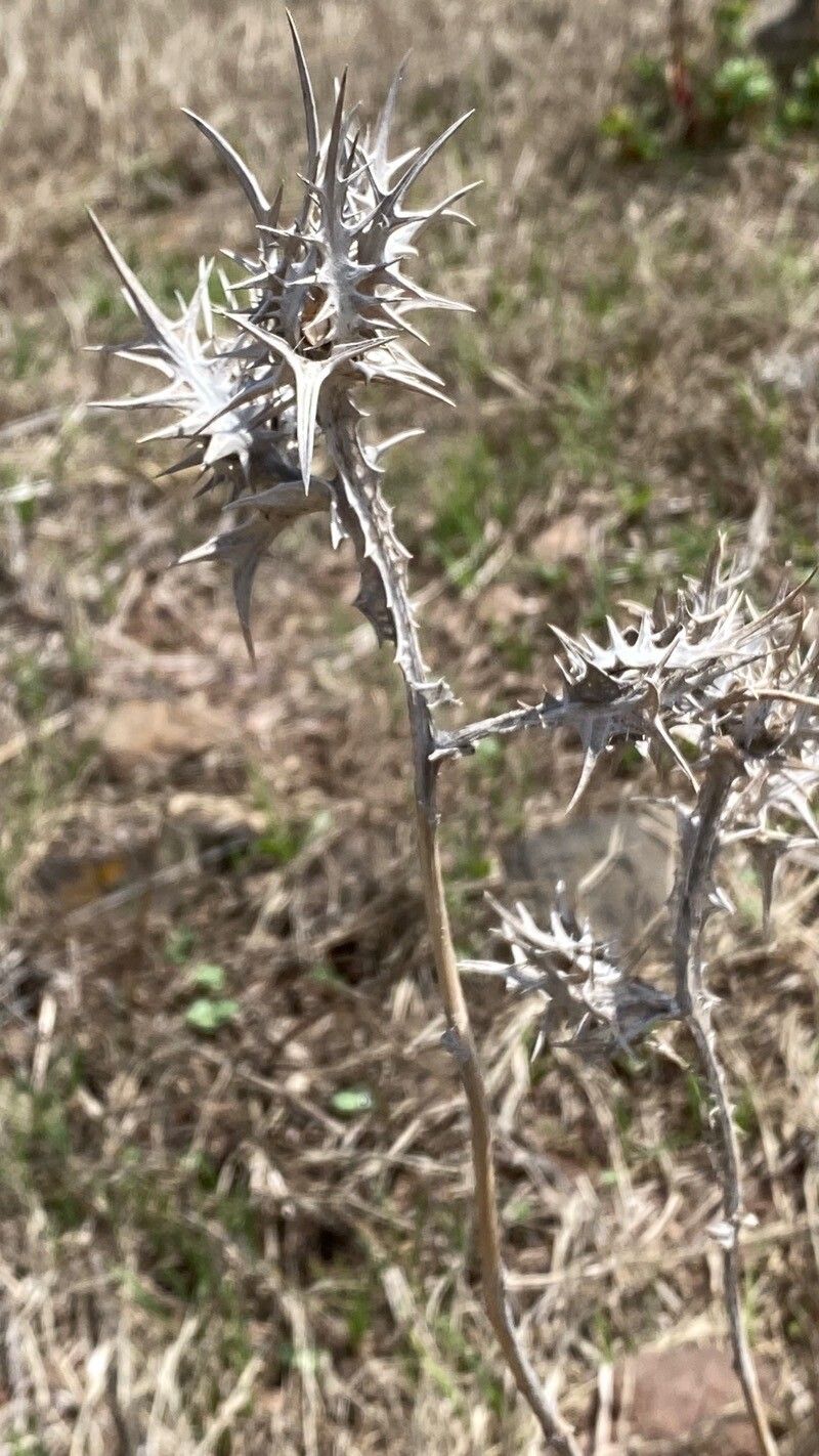 Scolymus maculatus fruit