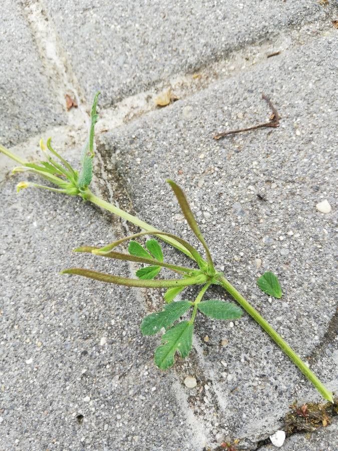 Medicago polyceratia fruit