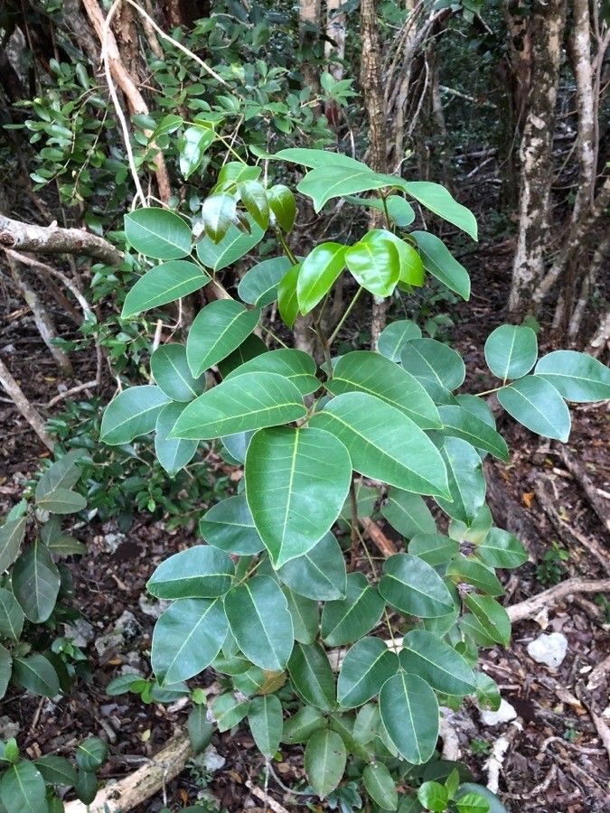 Metopium toxiferum — search result for 'Anacardiaceae'