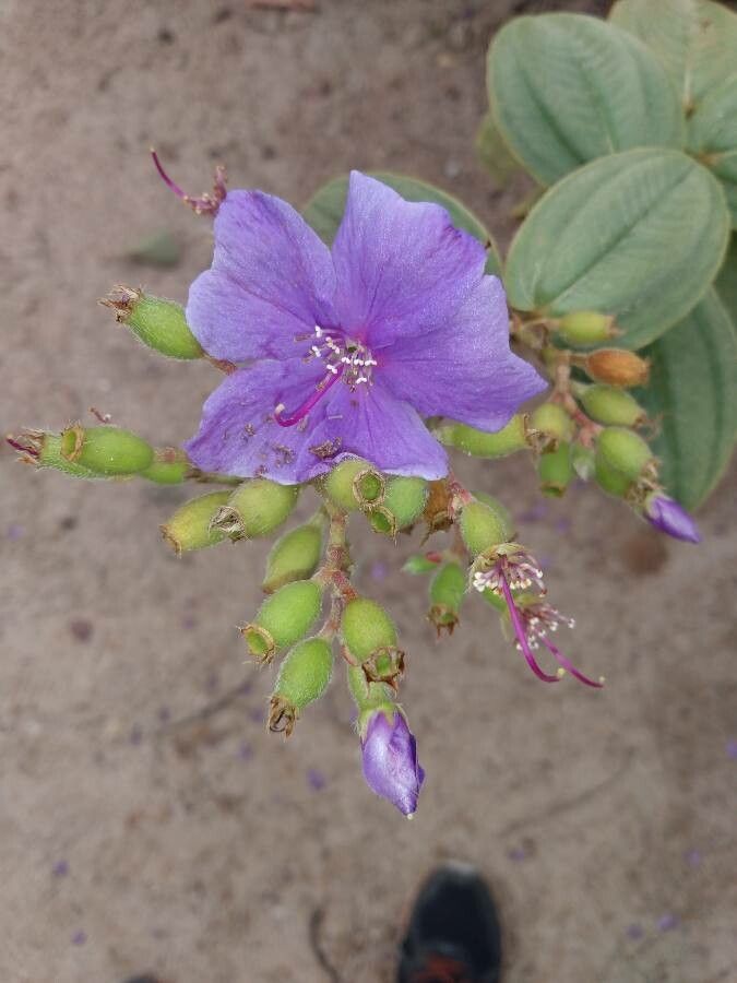Tibouchina clavata flower