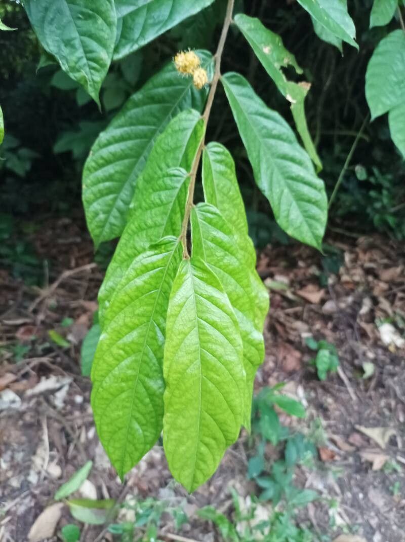 Dichapetalum lujae leaf