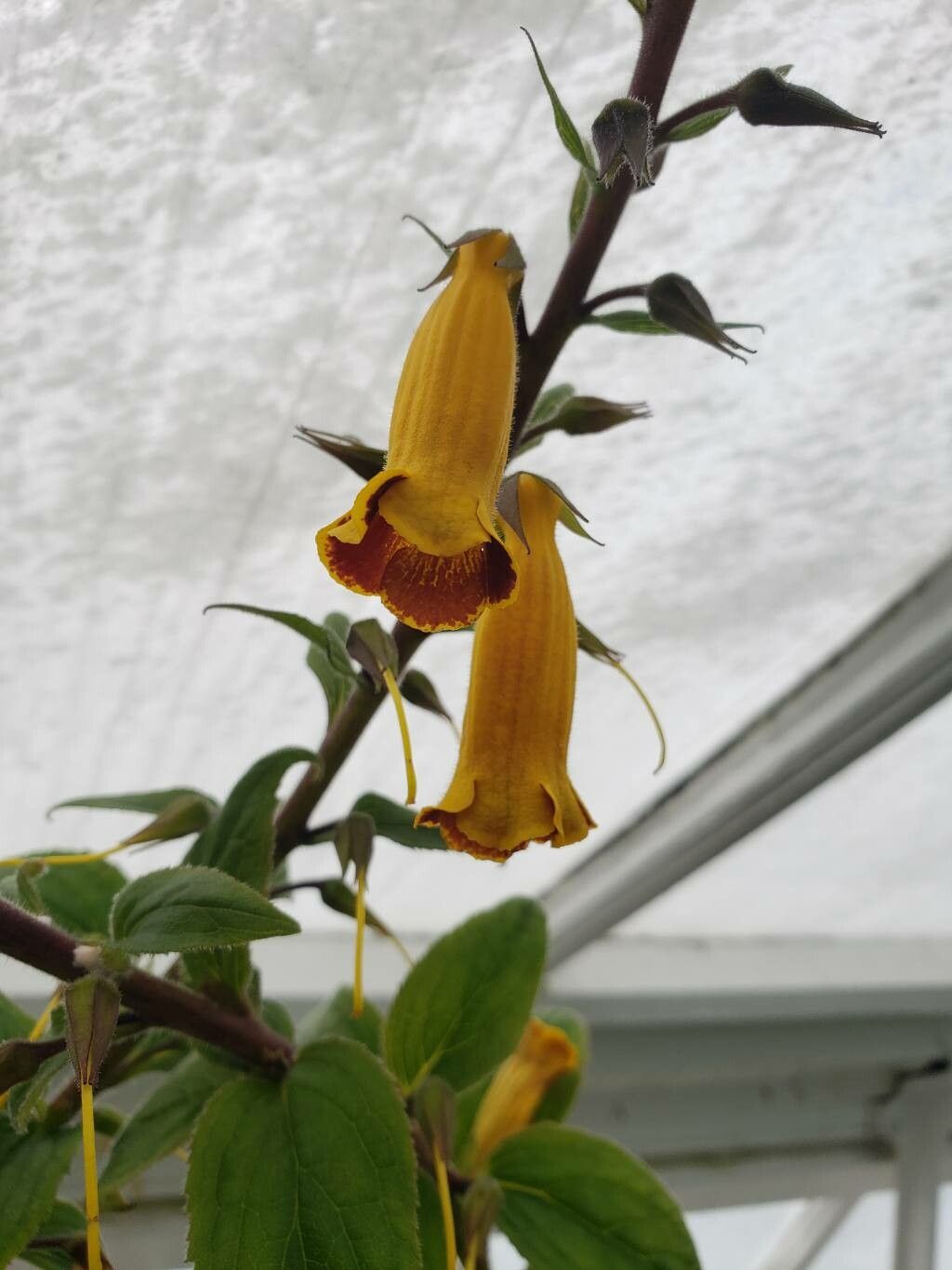 Titanotrichum oldhamii flower