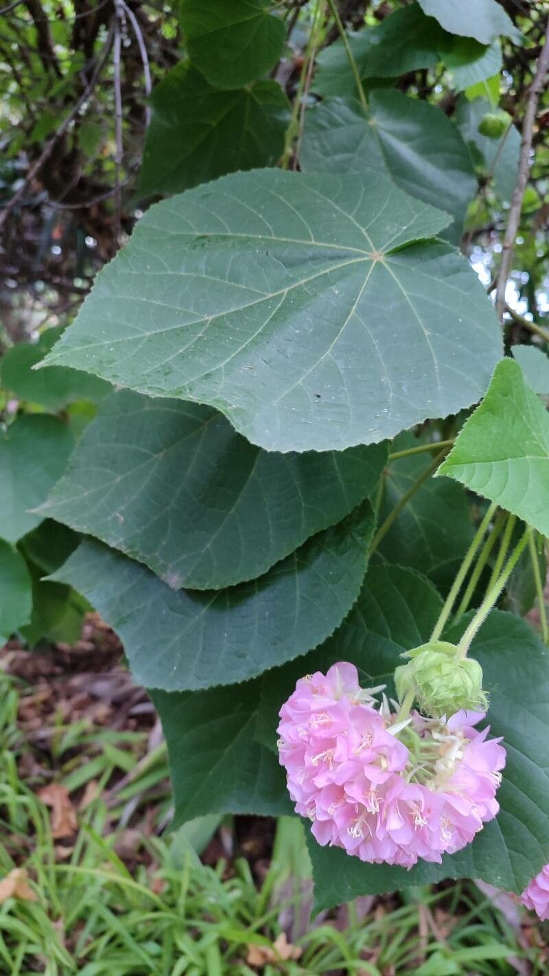 Dombeya × cayeuxii — search result for 'Dombeya'