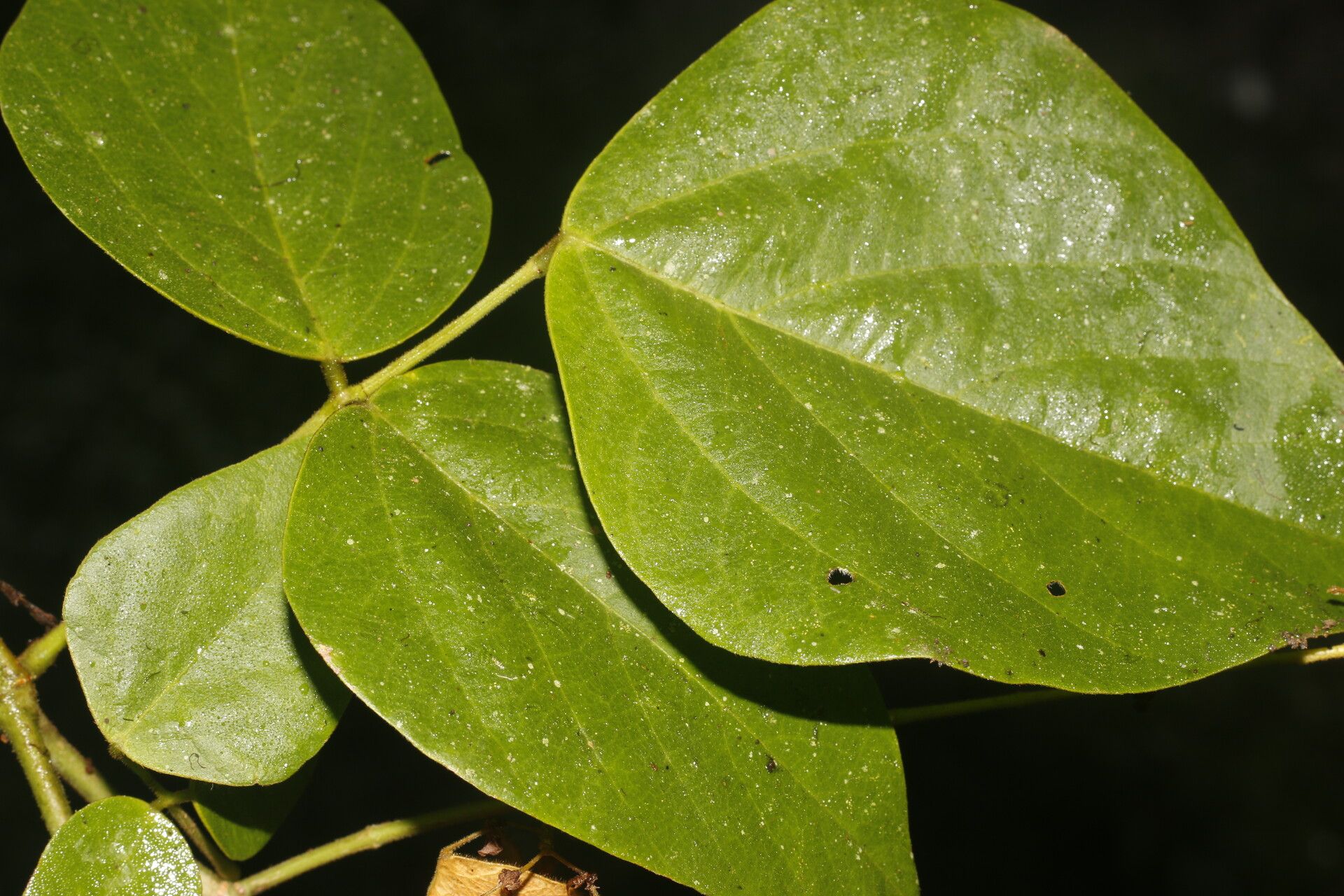 Desmodium purpusii — search result for 'Desmodium'