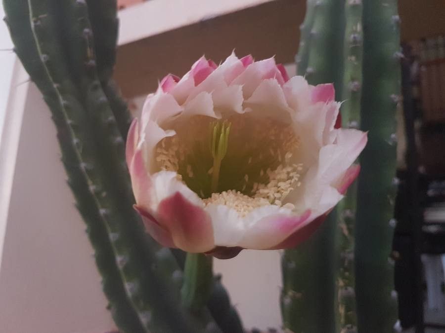 Cereus stenogonus flower