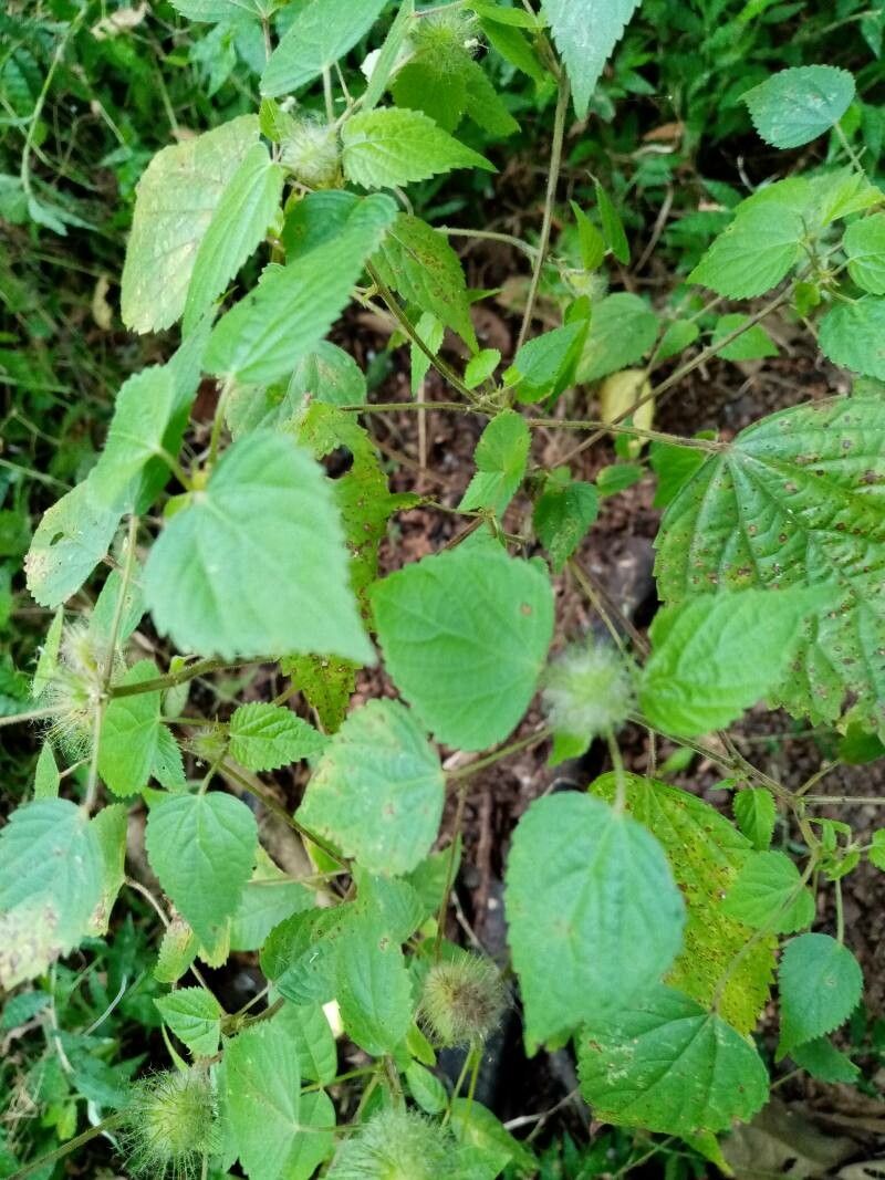 Acalypha alopecuroidea leaf