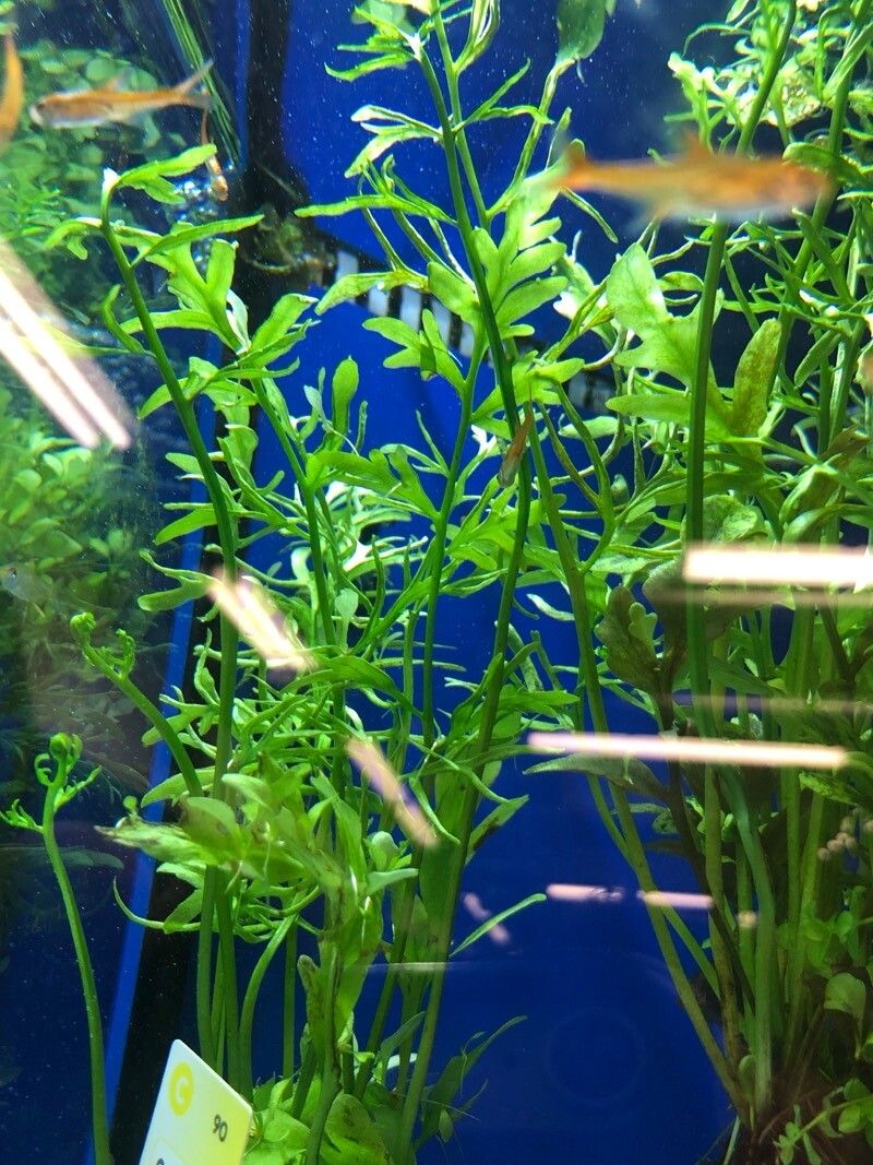 Ceratopteris cornuta — related species from the same genus