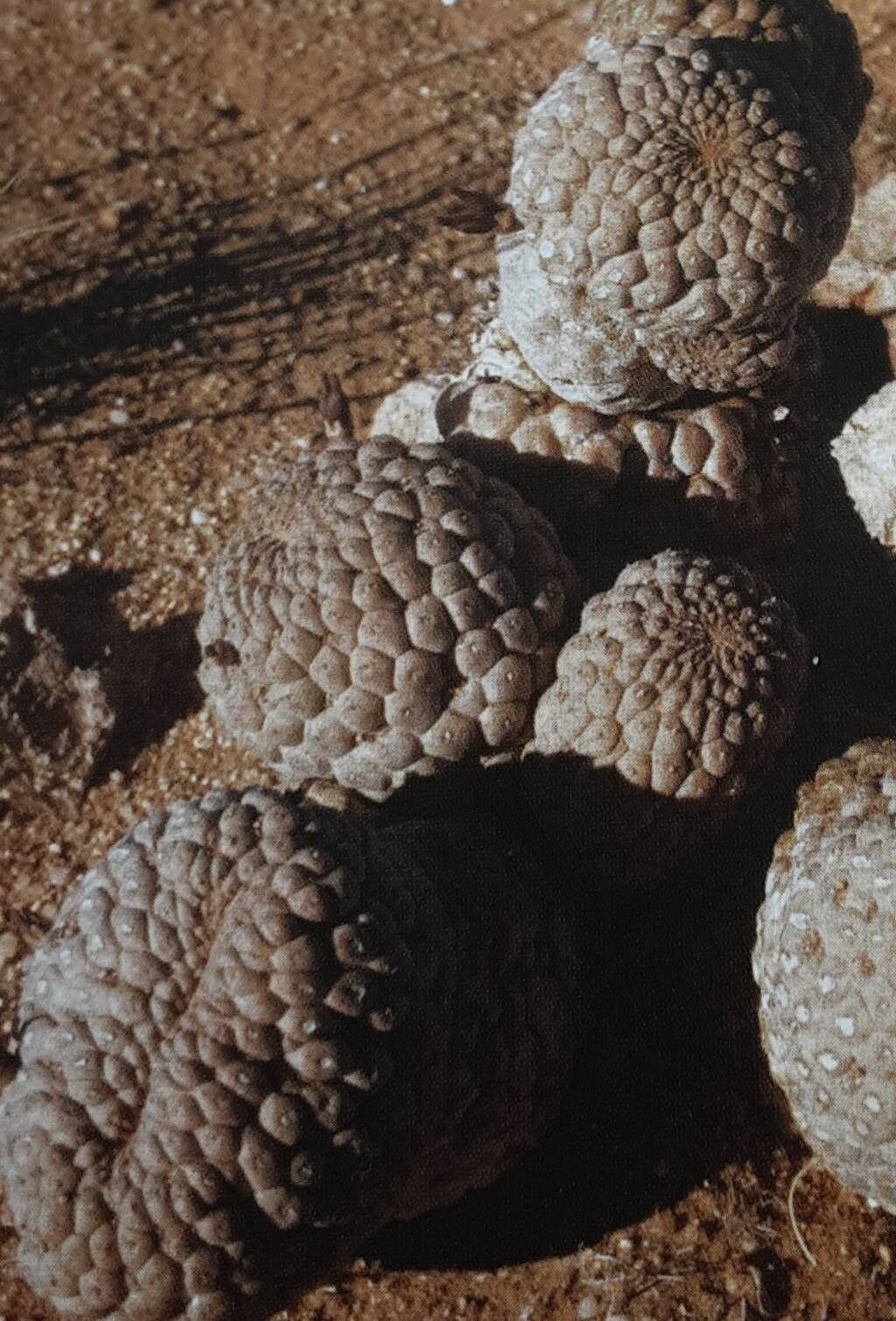 Larryleachia perlata — related species from the same genus