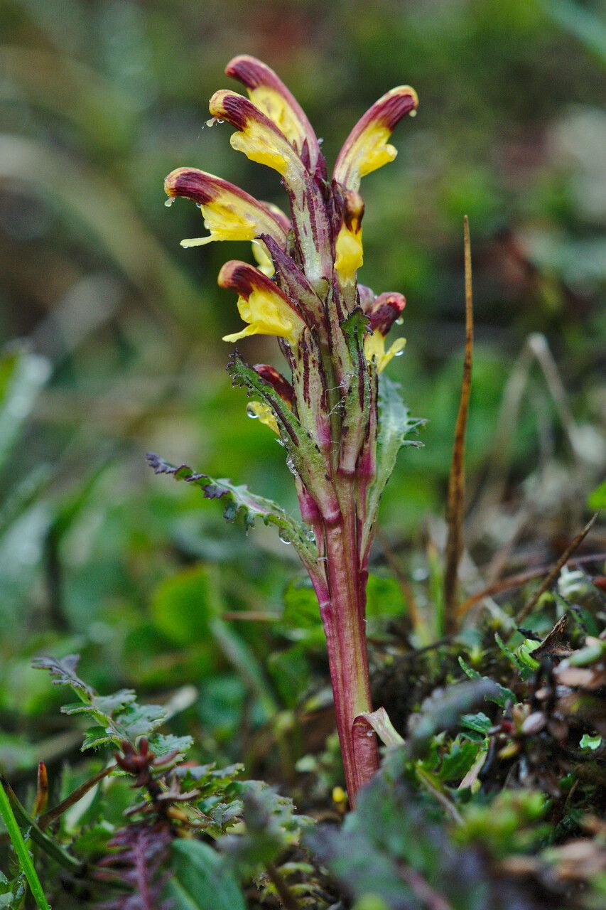 Pedicularis flammea — search result for 'Pedicularis'
