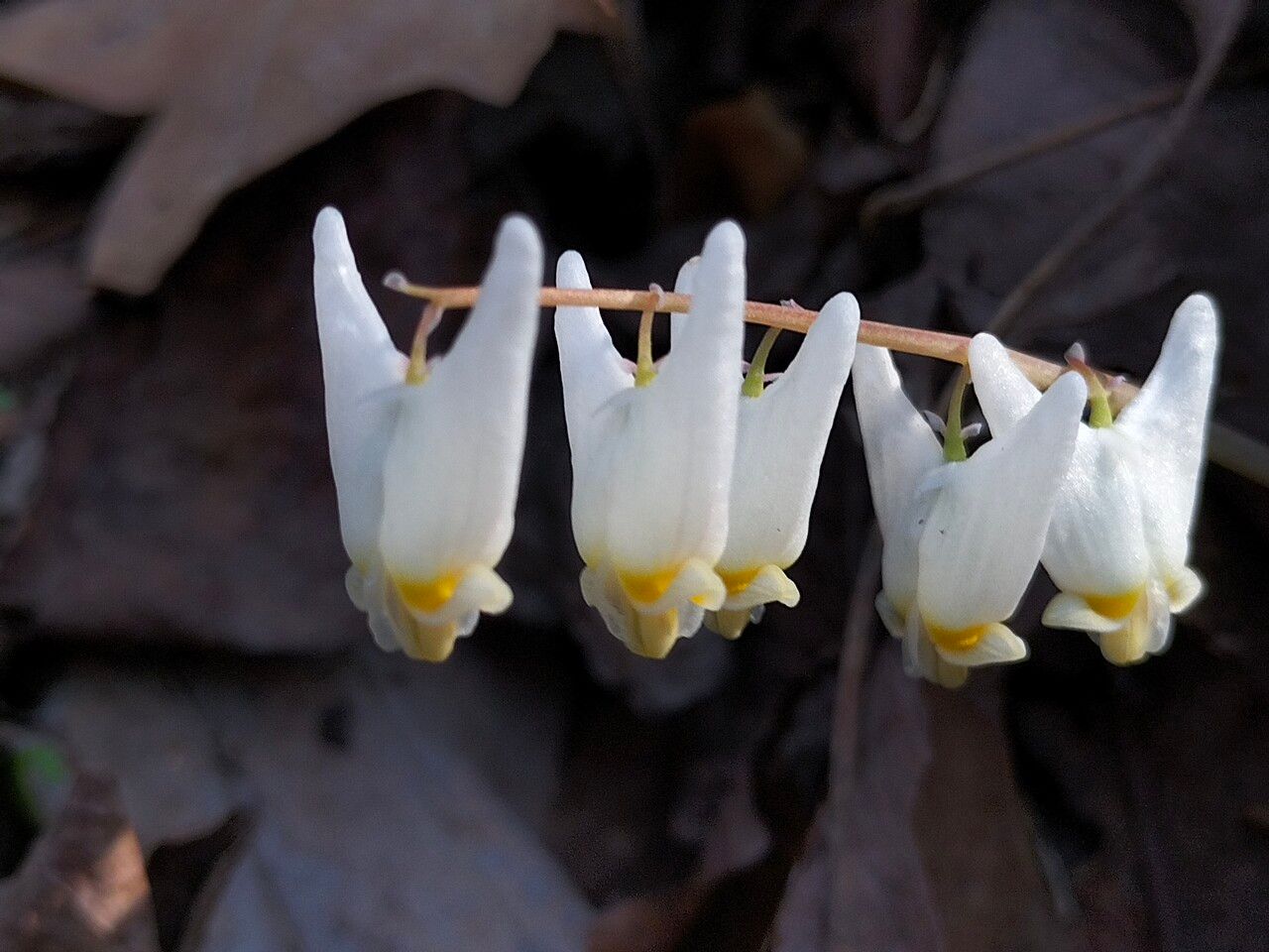 Dicentra cucullaria flower