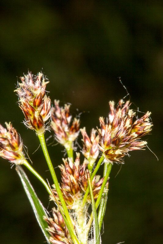 Luzula multiflora flower