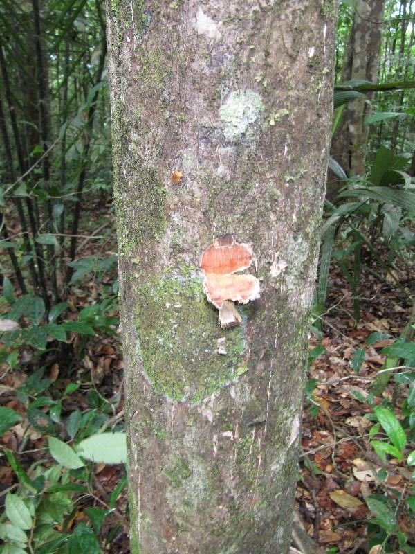 Myrcia decorticans other