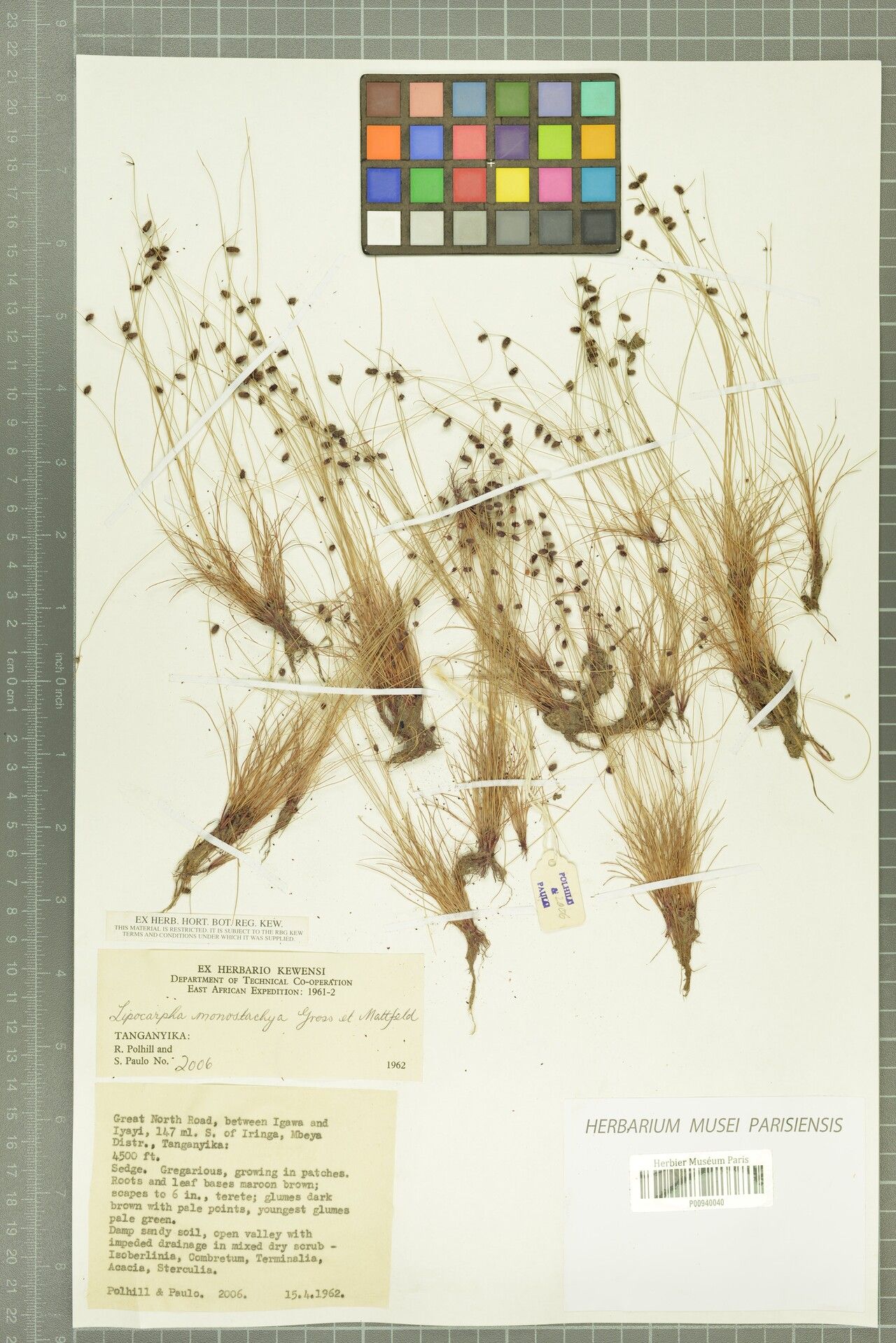 Cyperus lipomonostachyus — houseplant care guide