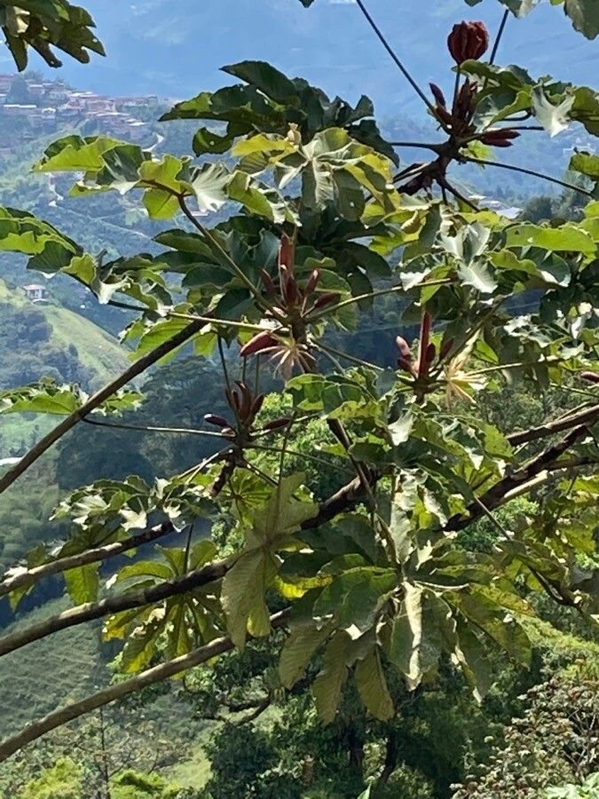 Cecropia peltata fruit