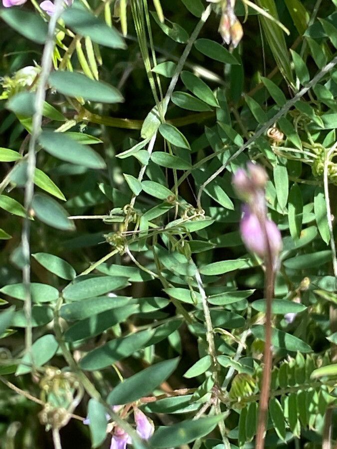 Vicia disperma leaf