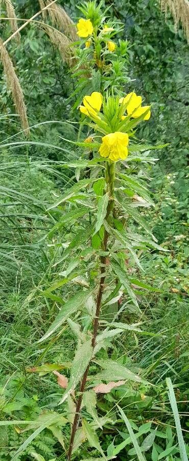 Oenothera scabra habit