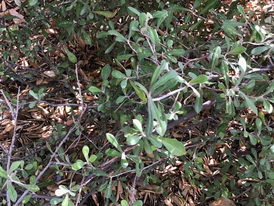 Corokia × virgata leaf