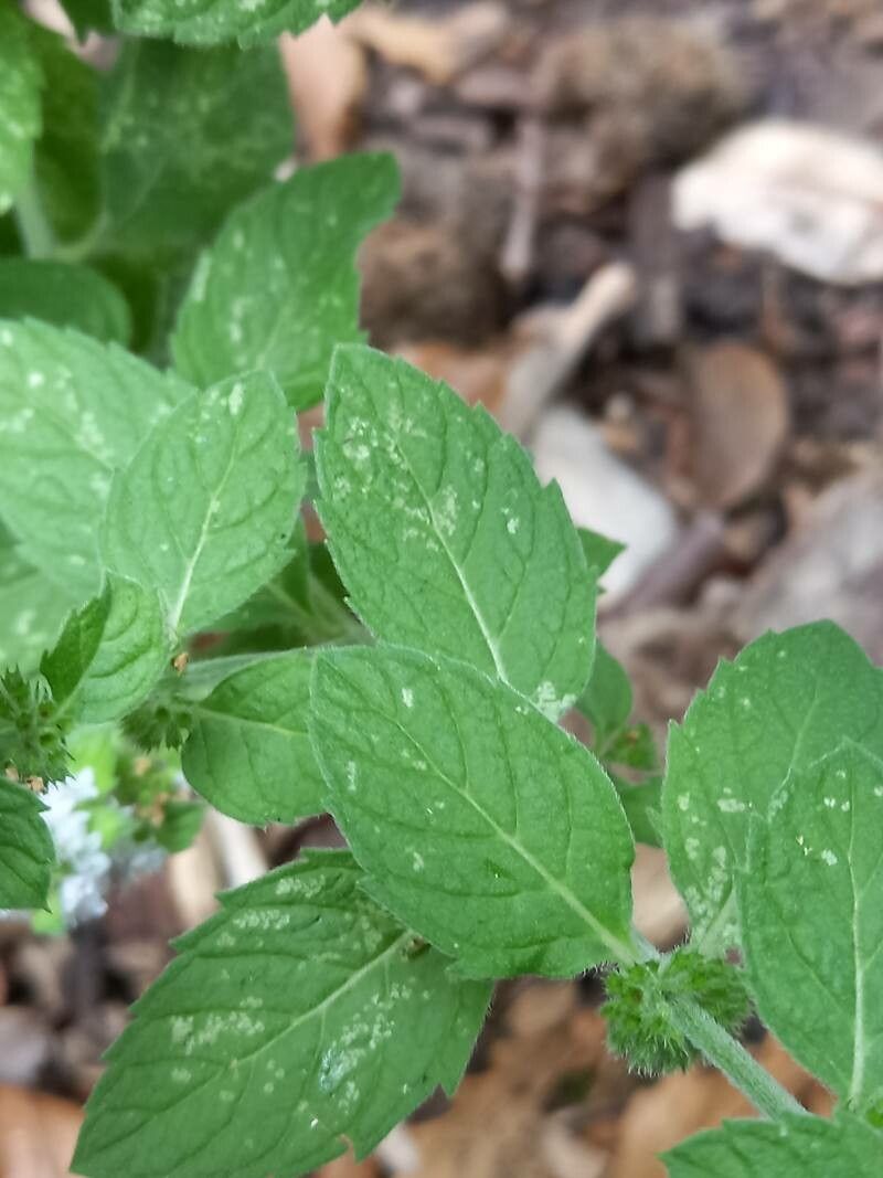 Mentha canadensis leaf