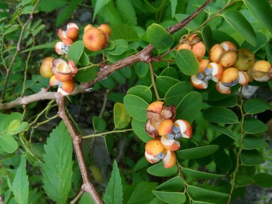 Breynia retusa fruit