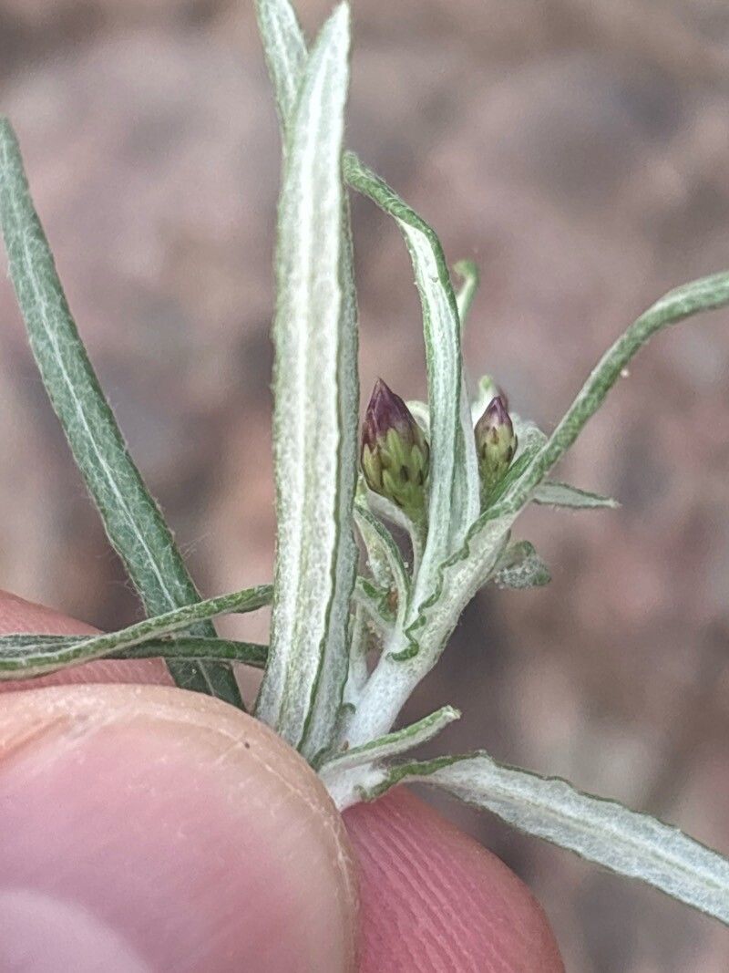 Phagnalon purpurascens flower