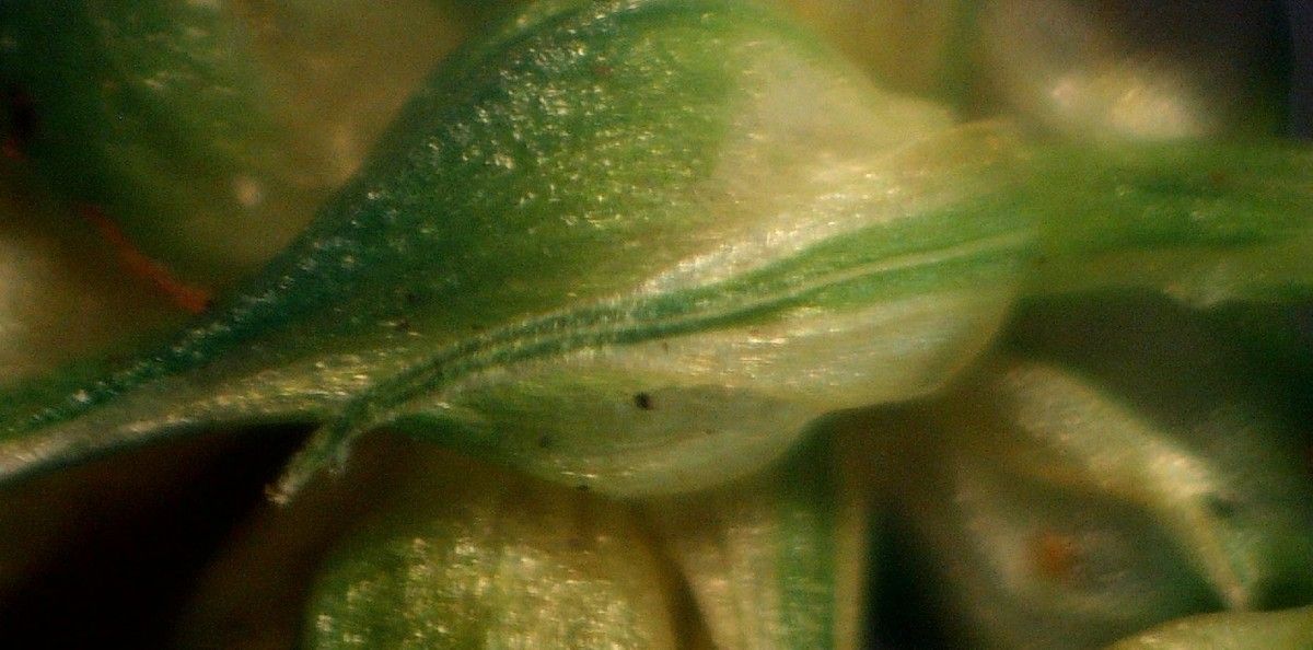 Carex demissa leaf