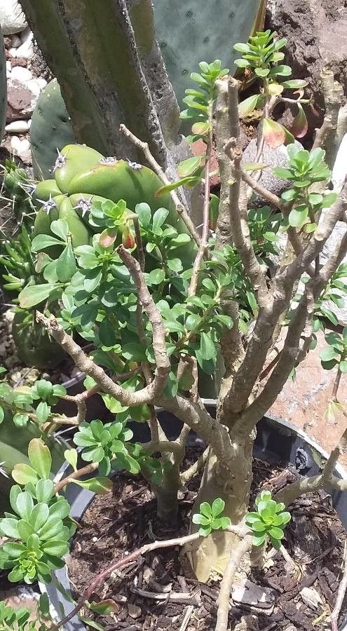 Sesamothamnus lugardii — search result for 'Tanzania'