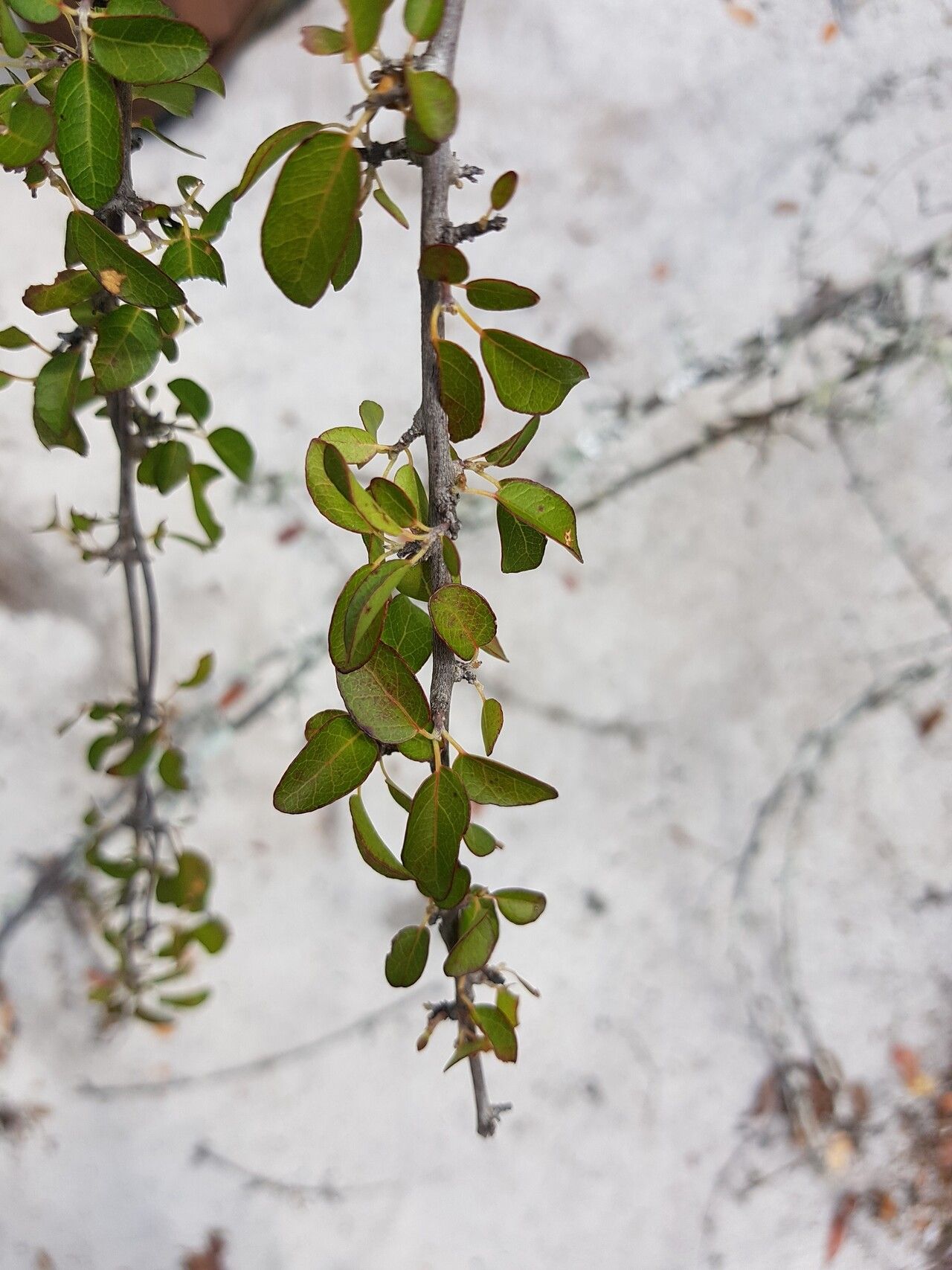 Combretum longicollum — search result for 'Combretum'