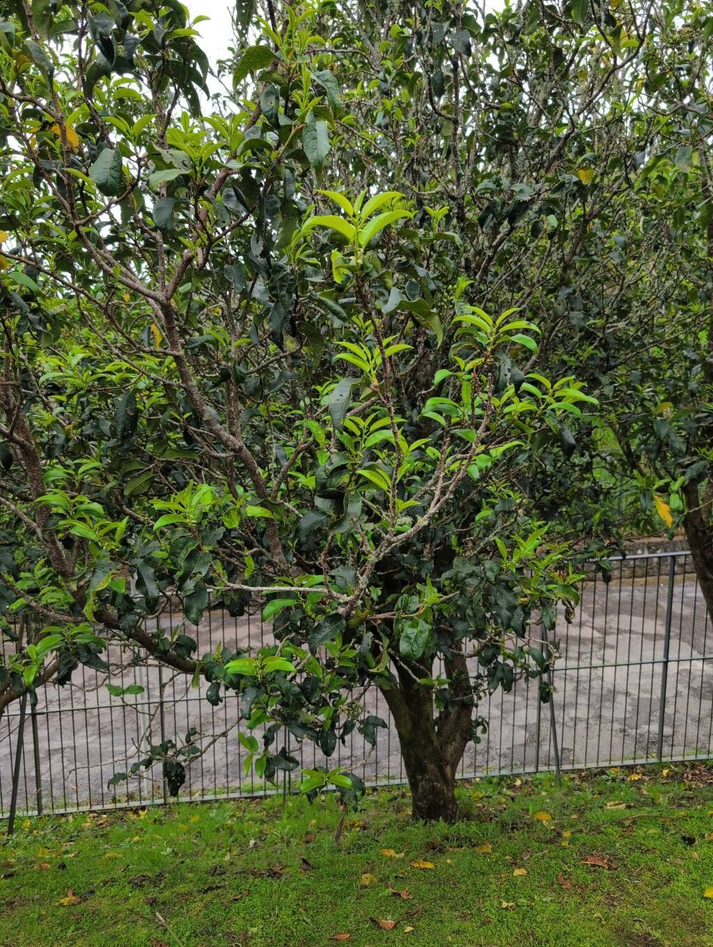 Smilax azorica habit