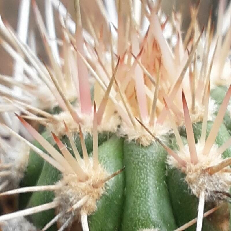 Pachycereus pringlei flower