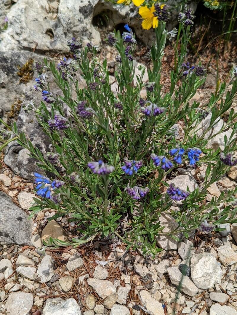 Paramoltkia doerfleri habit