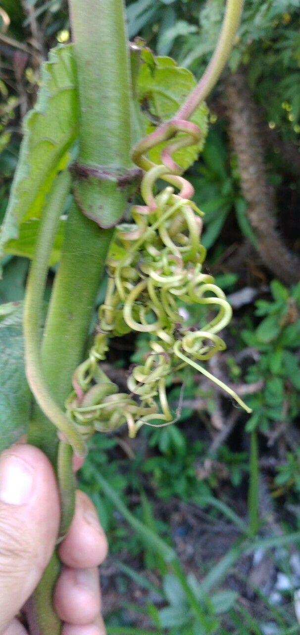 Cissus sulcicaulis leaf